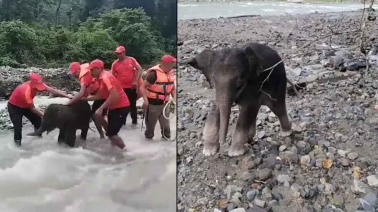 Watch: SSB personnel rescue baby elephant stuck in swollen river