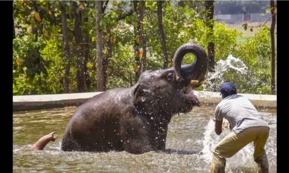 Bhubaneswar:  57 deaths in encounter with wild elephants in 2023