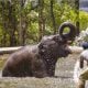 Bhubaneswar:  57 deaths in encounter with wild elephants in 2023