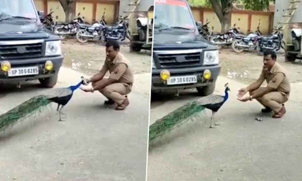 UP Police and Peacock