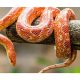 Happy World Snake Day 2023: All you wanted to know about snakes