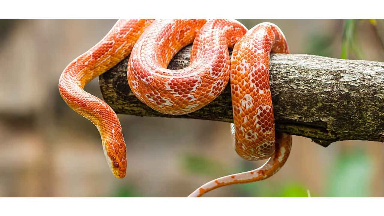 Happy World Snake Day 2023: All you wanted to know about snakes