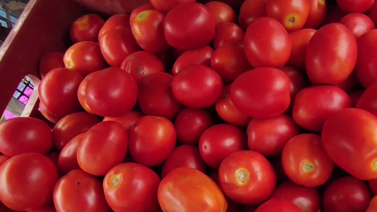 Tomato