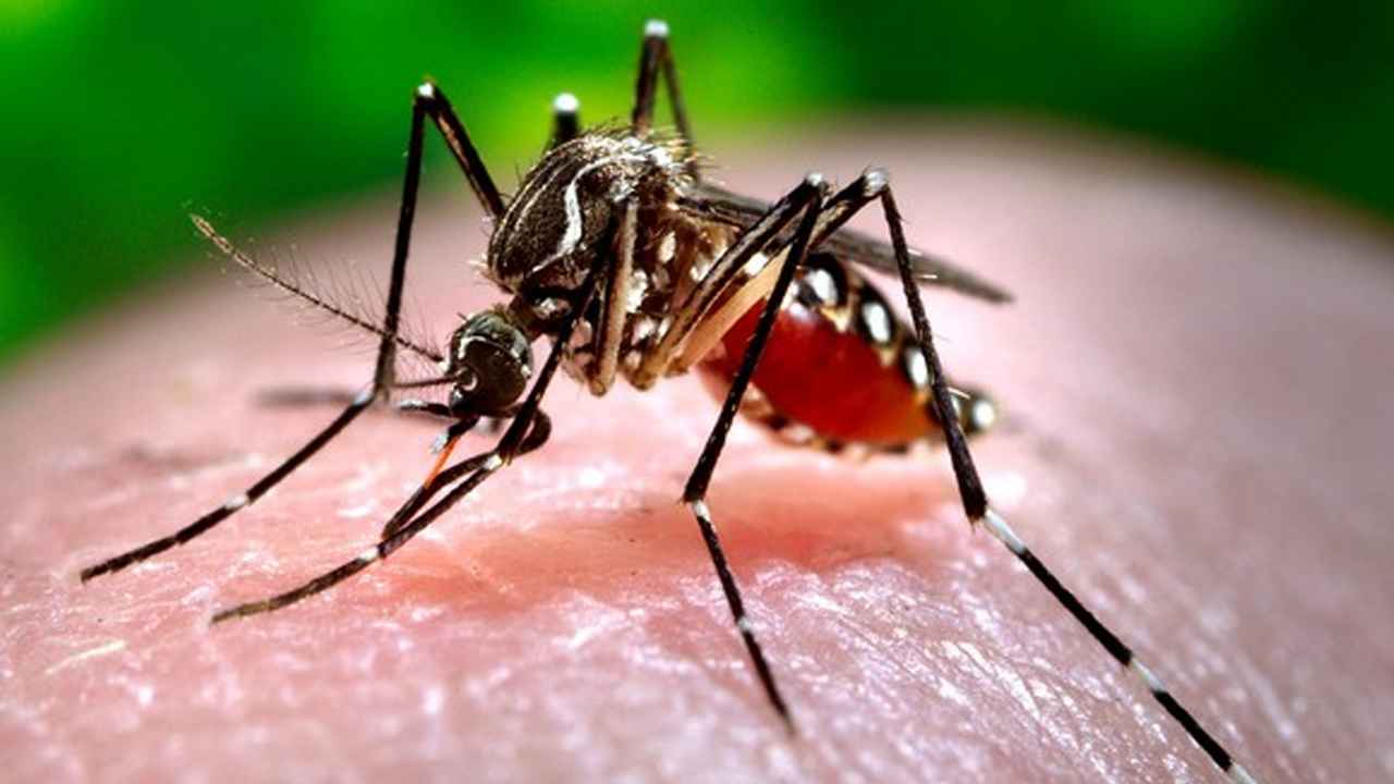 Dengue