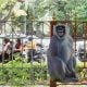 G20 Summit: Cutouts of langoors put up in Delhi to combat monkey menace