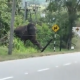 elephant viral video