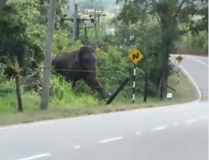 elephant viral video