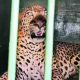 Leopard that killed six-year-old girl on way to Tirumala caught