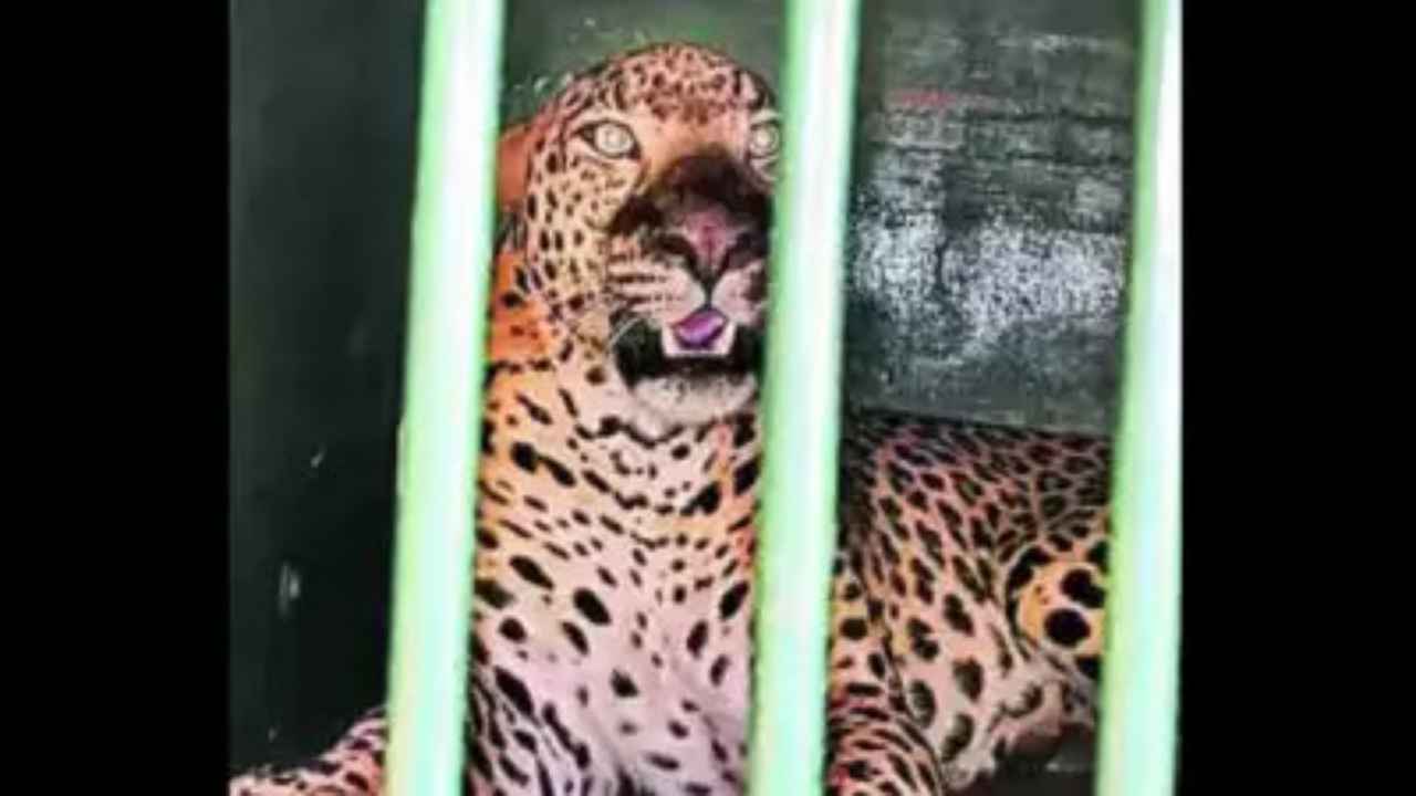 Leopard that killed six-year-old girl on way to Tirumala caught