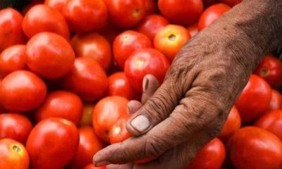 Tomato Sale: 71,500 Kg of Tomatoes sold for Rs 70 per Kg in Delhi