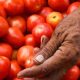 Tomato Sale: 71,500 Kg of Tomatoes sold for Rs 70 per Kg in Delhi