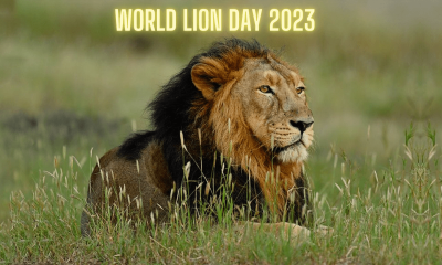 World Lion Day: Significance, interesting facts and types of lions