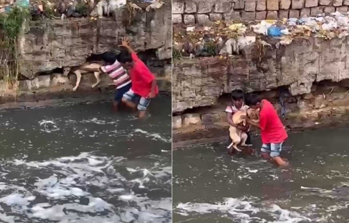 Young boys rescue dog