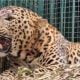 Man eater leopard that killed several people in Uttar Pradesh captured