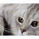 International Cat Day 2023: All you wanted to know about your favourite pet  