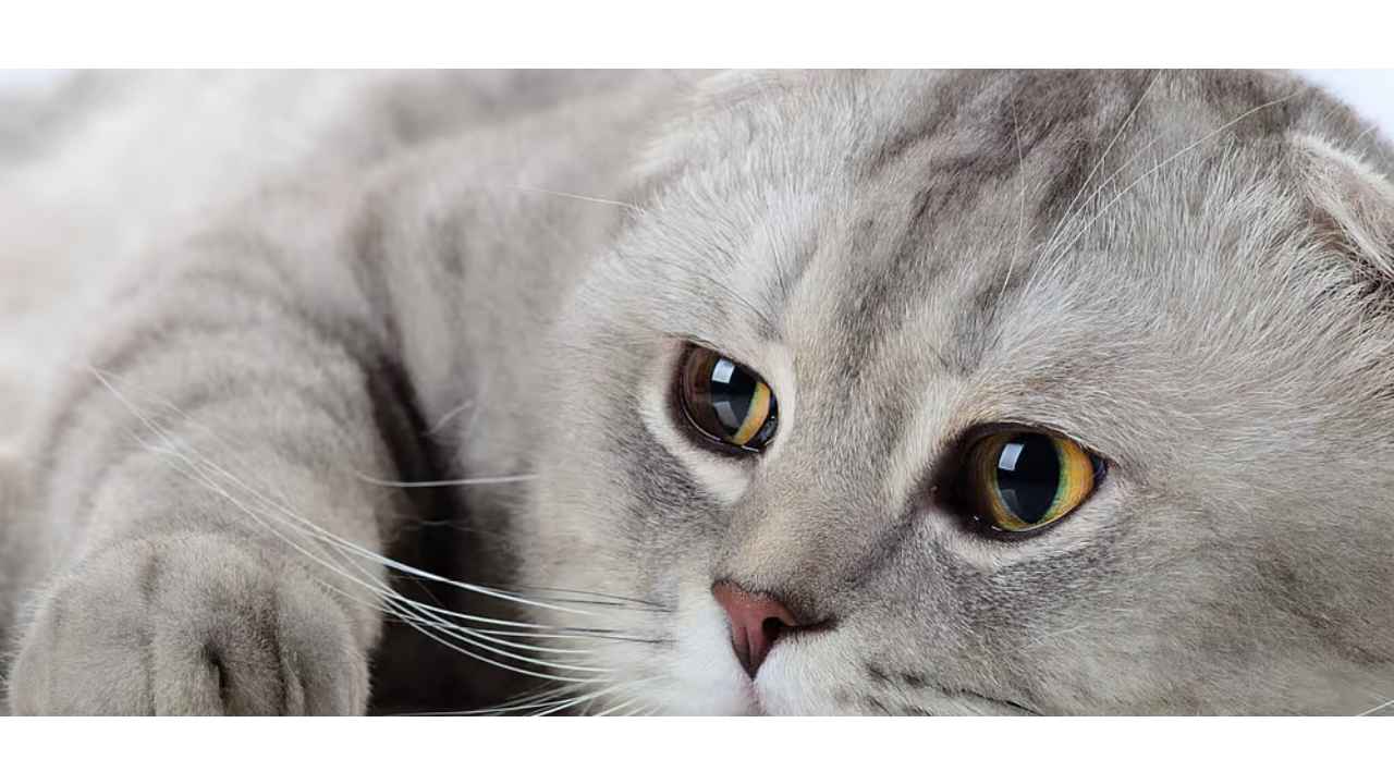 International Cat Day 2023: All you wanted to know about your favourite pet  