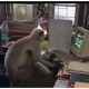 Watch: Langur works in Railway office in West Bengal, video goes viral