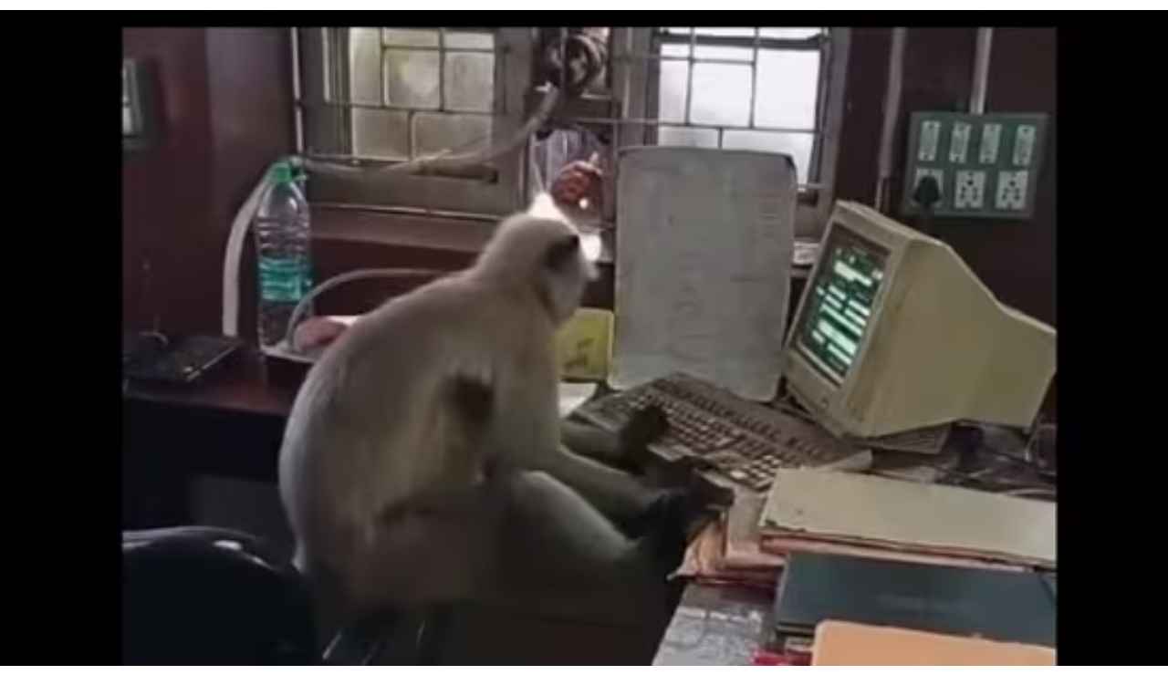 Watch: Langur works in Railway office in West Bengal, video goes viral