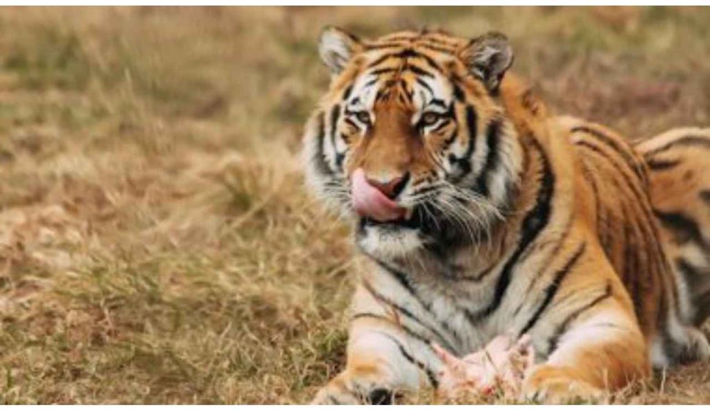 Tiger death toll reaches 10 in Nilgiris district, Tamil Nadu