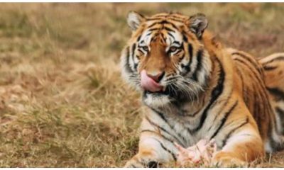 Tiger death toll reaches 10 in Nilgiris district, Tamil Nadu