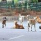 Uttar Pradesh: 15 bitten by stray dogs in Sitapur, CM Yogi Adityanath issues directives to forest department, district administration