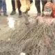 Kaante Wale Baba, Ramesh Kumar Manjhi, lying on thorns at Maha Kumbh, Prayagraj