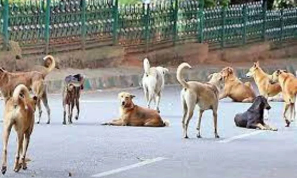 Image shows stray dogs in Delhi