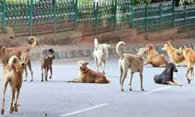 Image shows stray dogs in Delhi