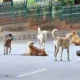 Image shows stray dogs in Delhi
