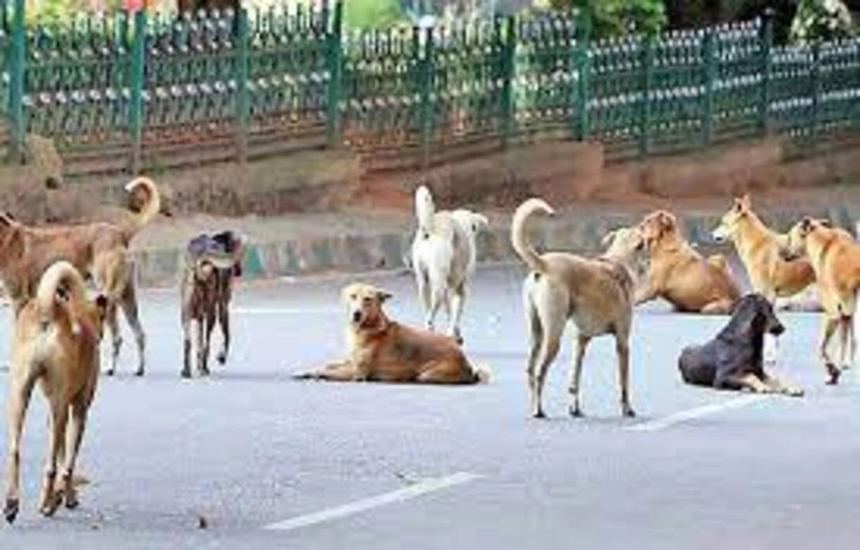 Image shows stray dogs in Delhi