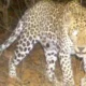 Leopard seen in JNU