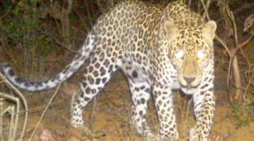 Leopard seen in JNU